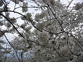 08 Cherry blossoms